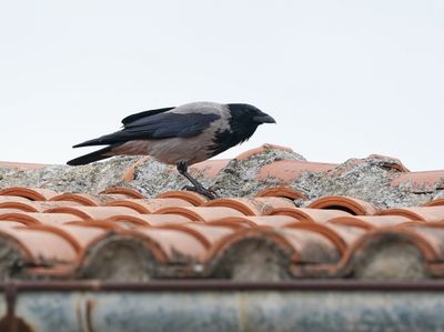 Bonte Kraai / Hooded Crow