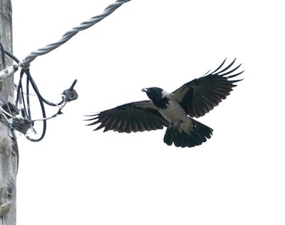 Bonte Kraai / Hooded Crow