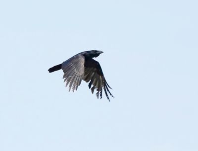 Raaf / Common Raven