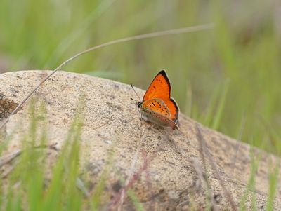 Griekse Vuurvlinder / Grecian Copper