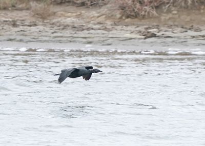 Dwergaalscholver / Pygmy Cormorant