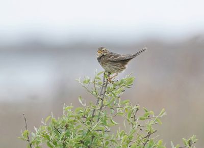 Grauwe Gors / Corn Bunting