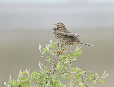 Grauwe Gors / Corn Bunting