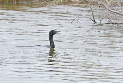 Dwergaalscholver / Pygmy Cormorant