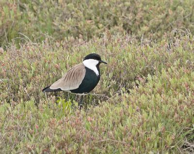 Sporenkievit / Spur-winged Lapwing