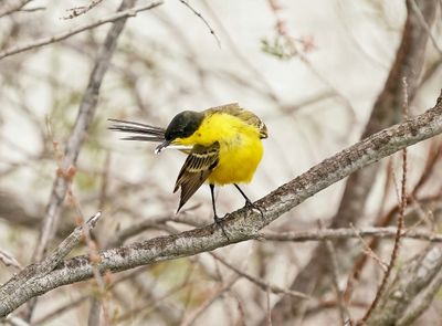 Balkankwikstaart / Black-headed Wagtail