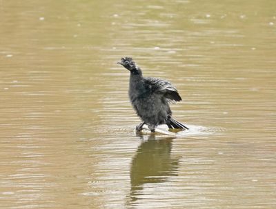 Dwergaalscholver / Pygmy Cormorant