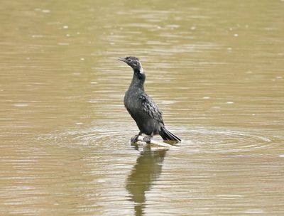 Dwergaalscholver / Pygmy Cormorant