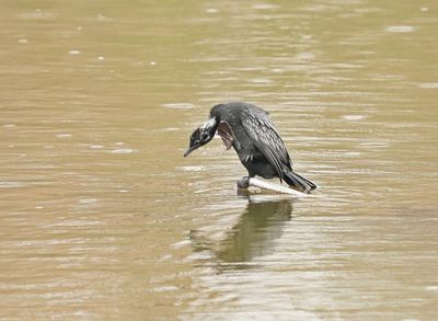 Dwergaalscholver / Pygmy Cormorant