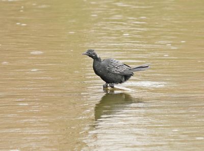 Dwergaalscholver / Pygmy Cormorant