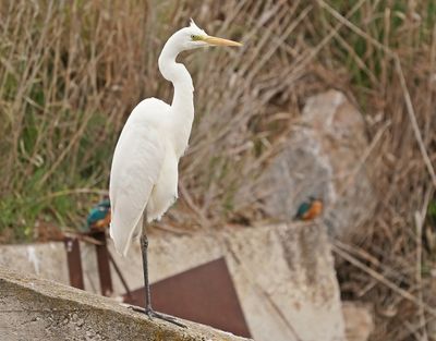 Grote Zilverreiger / Great White Egret