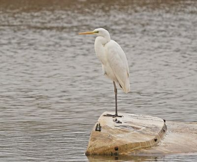 Grote Zilverreiger / Great White Egret