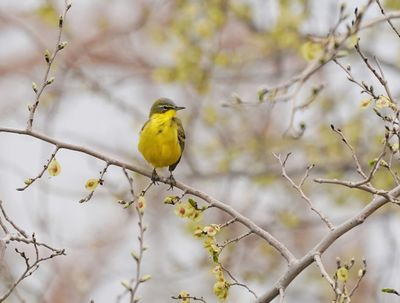 Gele Kwikstaart / Yellow Wagtail