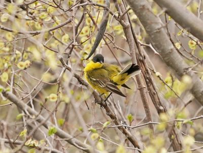 Balkankwikstaart / Black-headed Wagtail