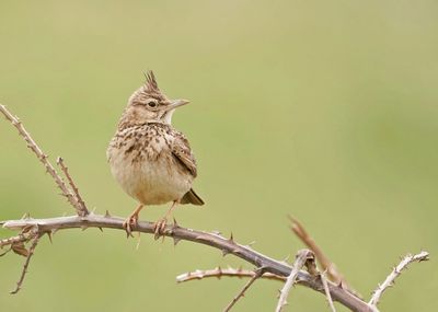 Kuifleeuwerik / Crested Lark