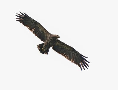 Schreeuwarend / Lesser Spotted Eagle