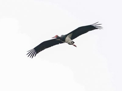 Zwarte Ooievaar / Black Stork