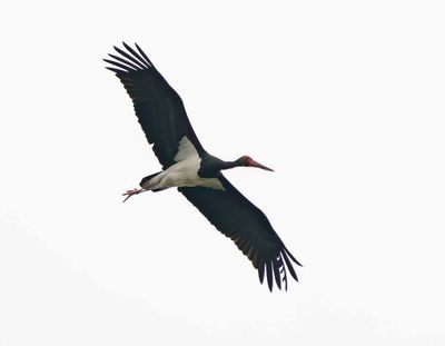 :: Zwarte Ooievaar / Black Stork ::