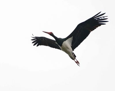 Zwarte Ooievaar / Black Stork