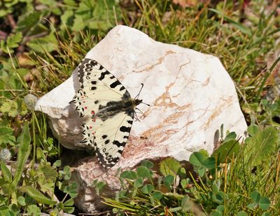 Oostelijke Pijpbloemvlinder / Eastern Festoon