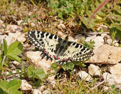 Oostelijke Pijpbloemvlinder / Eastern Festoon