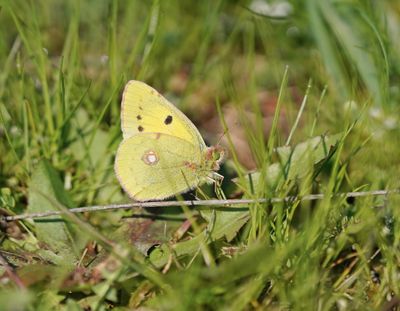 Oranje Luzerne / Clouded Yellow