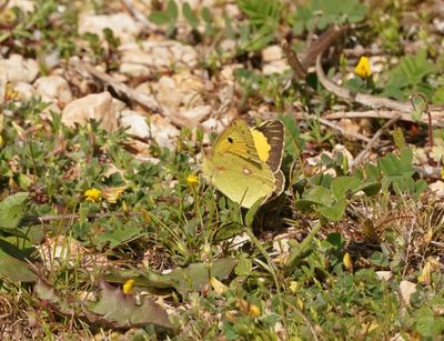 Oranje Luzerne / Clouded Yellow