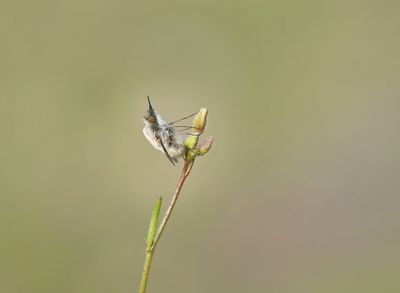 Gewone Wolzwever / Large bee fly