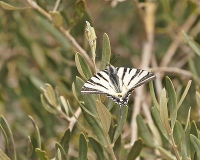 Koningspage / Scarce Swallowtail