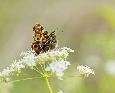 Landkaartje / Map Butterfly, European Map