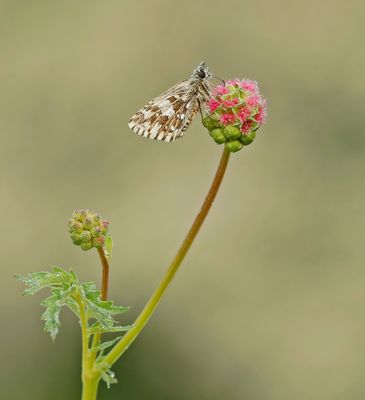 Aardbeivlinder / Grizzled Skipper