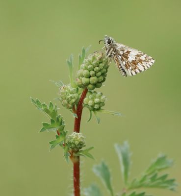 Aardbeivlinder / Grizzled Skipper