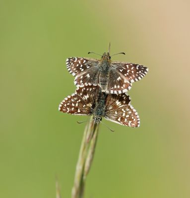 Aardbeivlinder / Grizzled Skipper