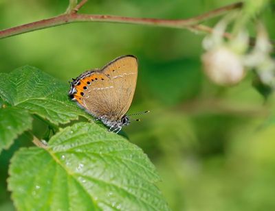 Pruimenpage / Black Hairstreak