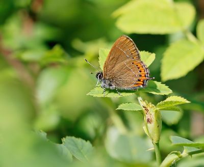 Pruimenpage / Black Hairstreak