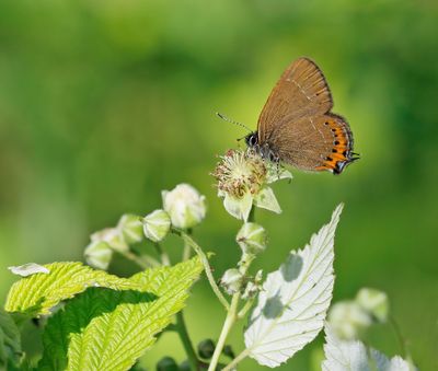 Pruimenpage / Black Hairstreak