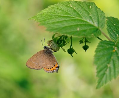Pruimenpage / Black Hairstreak