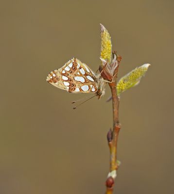 Kleine Parelmoervlinder / Queen of Spain Fritillary