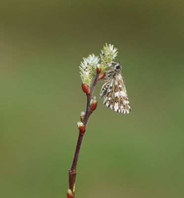 Aardbeivlinder / Grizzled Skipper