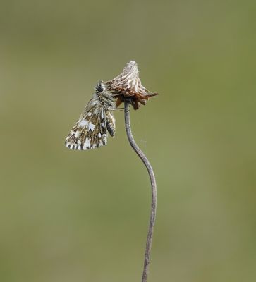 Aardbeivlinder / Grizzled Skipper
