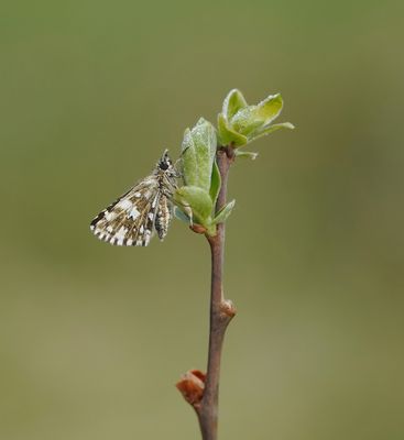 Aardbeivlinder / Grizzled Skipper