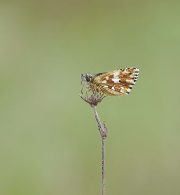 Aardbeivlinder / Grizzled Skipper