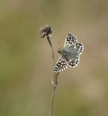 Aardbeivlinder / Grizzled Skipper