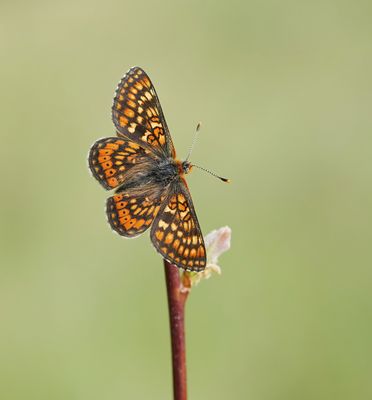 Moerasparelmoervlinder / Marsh Fritillary
