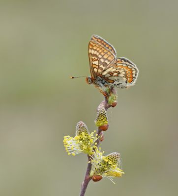 Moerasparelmoervlinder / Marsh Fritillary