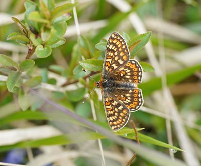 Moerasparelmoervlinder / Marsh Fritillary