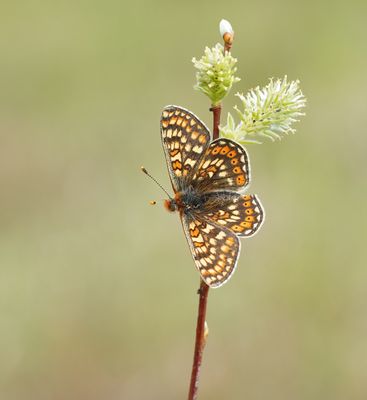 Moerasparelmoervlinder / Marsh Fritillary