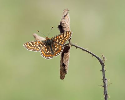Moerasparelmoervlinder / Marsh Fritillary