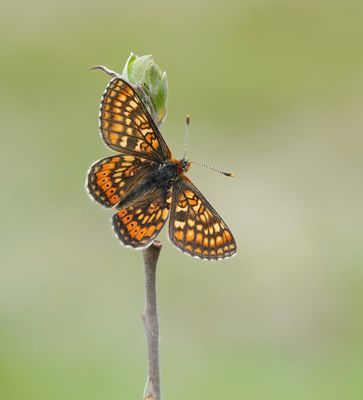 Moerasparelmoervlinder / Marsh Fritillary