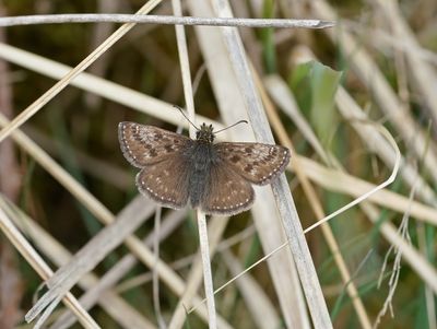 Bruin Dikkopje / Skipper